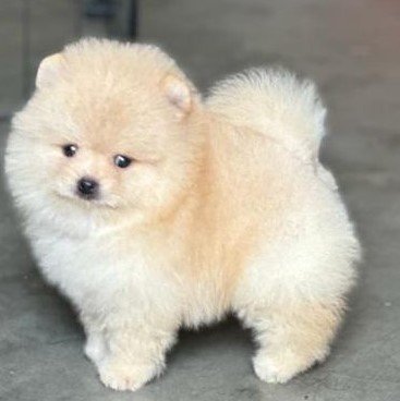 Buy Vaccinated  Toy Pomeranian Puppy from Hyderabad